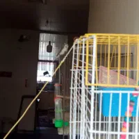 یه جفت مرغ عشق مولد ۵ تا جوجه|پرنده|شاهین‌شهر, حافظ شمالی|دیوار