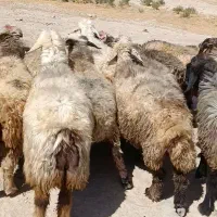 ۴۰راس میش|حیوانات مزرعه|جره و بالاده, |دیوار