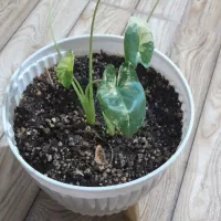 باباآدم ابلق نشایی
