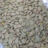 عدس برداشت امسال پاک شده زودپز|خوردنی و آشامیدنی|رباط‌کریم, رباط‌کریم|دیوار