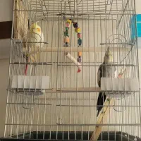 یک جفت عروس هلندی