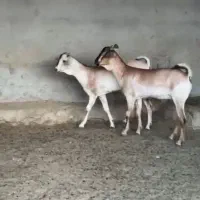 بز سومالی اصیل