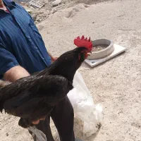 خروس ریشی سیاه