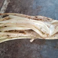 کنگر گودی شیاری