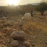 فروش الاغ اخته جوان|حیوانات مزرعه|کوه چنار, |دیوار