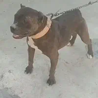 پیتبول ماده