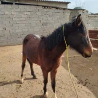 اسب 17ماهه|اسب و تجهیزات اسب‌سواری|هشتگرد, ینگی امام|دیوار