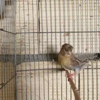 قناری ماده کاکلی معاوضه با فنچ یا سهره نر