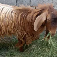 فروش گوسفند|حیوانات مزرعه|رودان, |دیوار