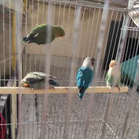 طوطی برزیلی|پرنده|فردیس, فردیس|دیوار