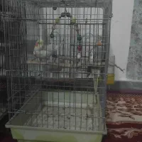 یک جفت عروس هلندی مولد