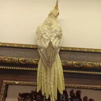 عروس هلندی ماده  نژاد گل باقالی مست