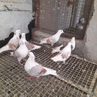 کبوتر خوشونه