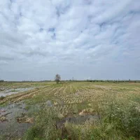 فروش زمین برنج کاری با2تن عملکرد/برجاده اصلی|فروش زمین و ملک کلنگی|رودبنه, |دیوار