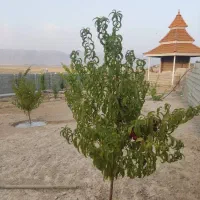 فروش باغشهری سیاخ دارنگون|فروش زمین و ملک کلنگی|شیراز, شهرک امیر کبیر|دیوار