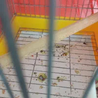 کبوتر غریب سرخ