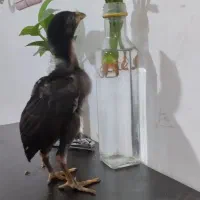 جوجه لاری
