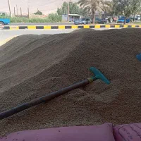جو محلی درجه یک