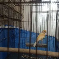 قناری دارم معاوضه میکنم باقفس کبوتر