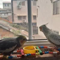 دوتا.    هشتصد  .