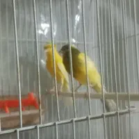 یک جفت قناری درشت کشیده، سوپری|پرنده|مشهد, قائم|دیوار