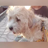 گمشده