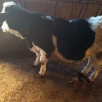 گوساله سیمینتال نر و ماده