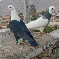 کبوتر طوق سبز مخمل سیاه پرشی
