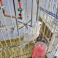 عروس هلندی|پرنده|قم, نوبهار|دیوار