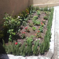 خدمات باغبانی قیمت مناسب از همه جای|خدمات باغبانی و درختکاری|تهران, میدان ولیعصر|دیوار