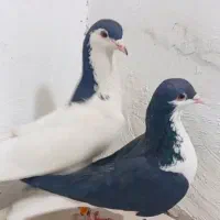 دوتا نر به زمانت