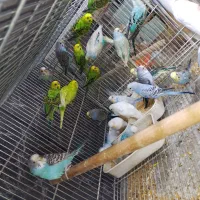 مرغ عشق تعداد