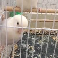 کوتوله برزیلی یاسی|پرنده|تربت‌حیدریه, شهرک ولیعصر|دیوار