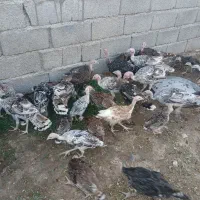 بوقلمون محلی