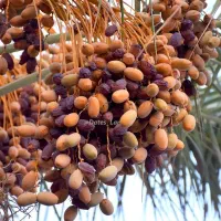 فروش انواع پاجوش پیارم و مجول