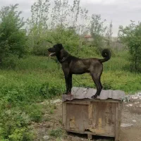 سرابی|سگ|رشت, پل تالشان|دیوار