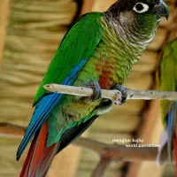 طوطی گرینچیک سرلاکی