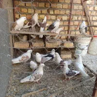 دوکت نرو ماده