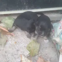 سگ مینیاتوری با۵تاتولش