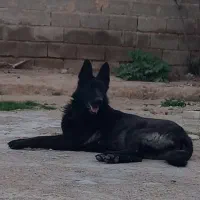 سگ ماده ژرمن شپرد
