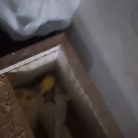 عروس هلندی