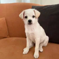 توله سگ میکس پامر و شیواوا دو ماهه