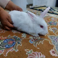 فروش خرگوش ناز نازی سفید