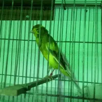 قناری|پرنده|سراب, |دیوار