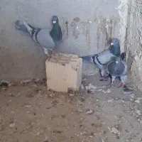 کفتر پلاکی دست اولی نر|پرنده|شیراز, میانرود|دیوار