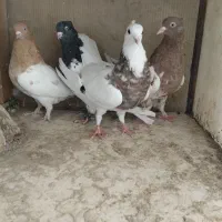 ماده بهئونی کله طوقی|پرنده|شیراز, شهرک صنعتی شیراز|دیوار