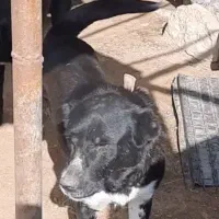 سگ گمشده