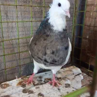 طوق فولادی نر وماده