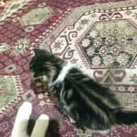 بچه گربه دستی
