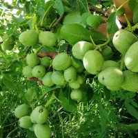 توزیع ارقام گردو گرمسیری و سردسیری